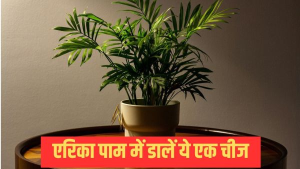 Areca palm care