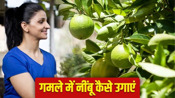 Gardening Tips: How to plant lemon plant at home? Know the right soil, how much sun and water needs