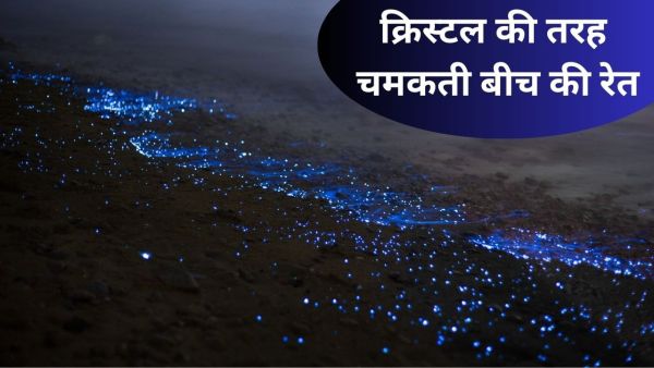 Bioluminescent beach view