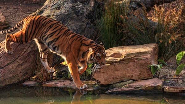Bengal Tiger