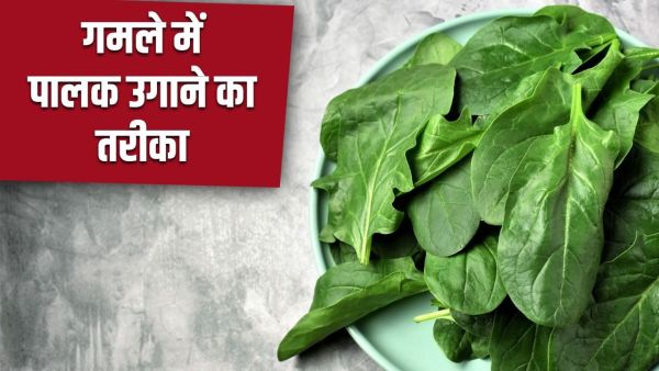 Seed or plant ... how to grow spinach in the garden of the house, here is the whole details Seed or plant ... how to grow spinach in the garden of the house, here is the whole details