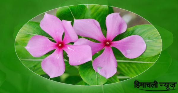 This miraculous plant will uproot big diseases from the root in just 10 days ..
