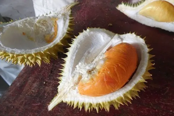 Durian black thorn