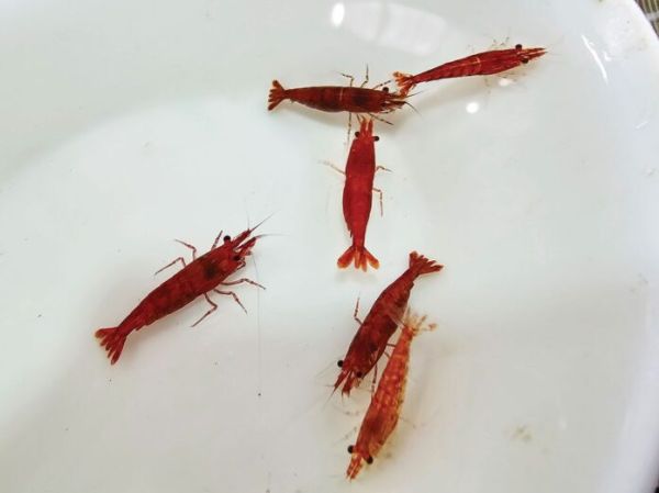 หลากหลาย