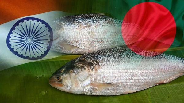 Will 'Hilsa' increase Bangladesh-India friendship? Neighbor sent 8 truck fish