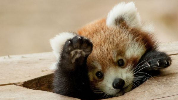 (Image Source: Twitter/@RedPandaEveryHr)