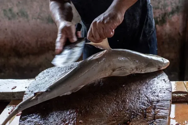 Sirip ikan hiu pasir (Odontaspididae) dijemur di salah satu pasar ikan di Pangkalpinang, Kepulauan Bangka Belitung, Sabtu (25/1/2025). Sirip ikan hiu isap (Chiloseyllium punctatum) dan hiu pasir (Odontaspididae) yang didapat dari nelayan setempat tersebut tidak termasuk jenis ikan hiu yang dilindungi di Indonesia dan dijual dengan harga mulai dari Rp30 ribu hingga Rp200 ribu per kg tergantung ukuran dan kualitas. ANTARA FOTO/Nova Wahyudi/aww.