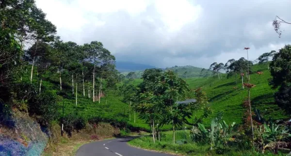 Kebun Teh Kemuning di Karanganyar