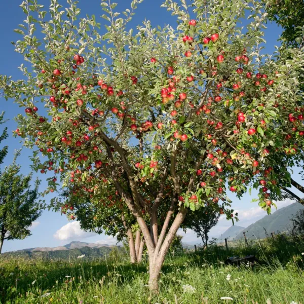 fruit trees dreams luck change better