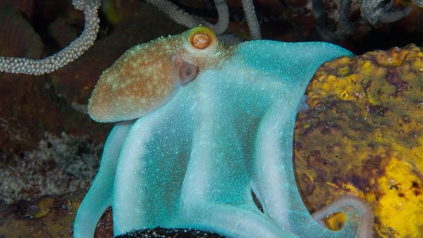 (Image Source: x/ MontereyAq)