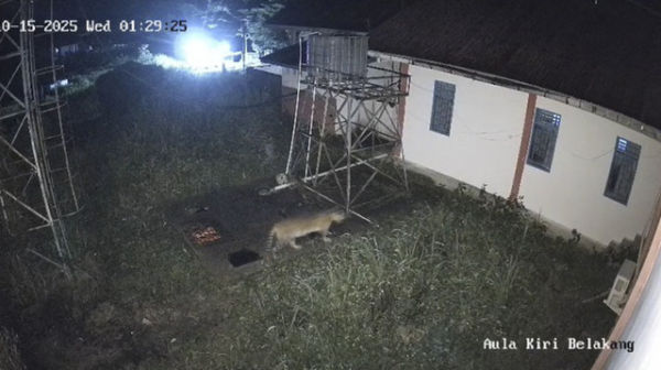 Harimau Sumatera berkeliaran di Kantor BRIN Agam, Sumatera Barat. Foto: Dok. BKSDA Sumbar