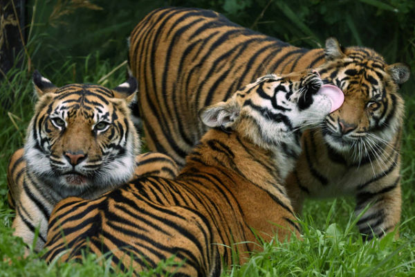 Seekor anak harimau Sumatera yang berhasil dibiakkan sebagai bagian dari program konservasi membersihkan salah satu induknya saat penimbangan tahunan di Kebun Binatang London, di London, Inggris. Foto: Toby Melville/REUTERS