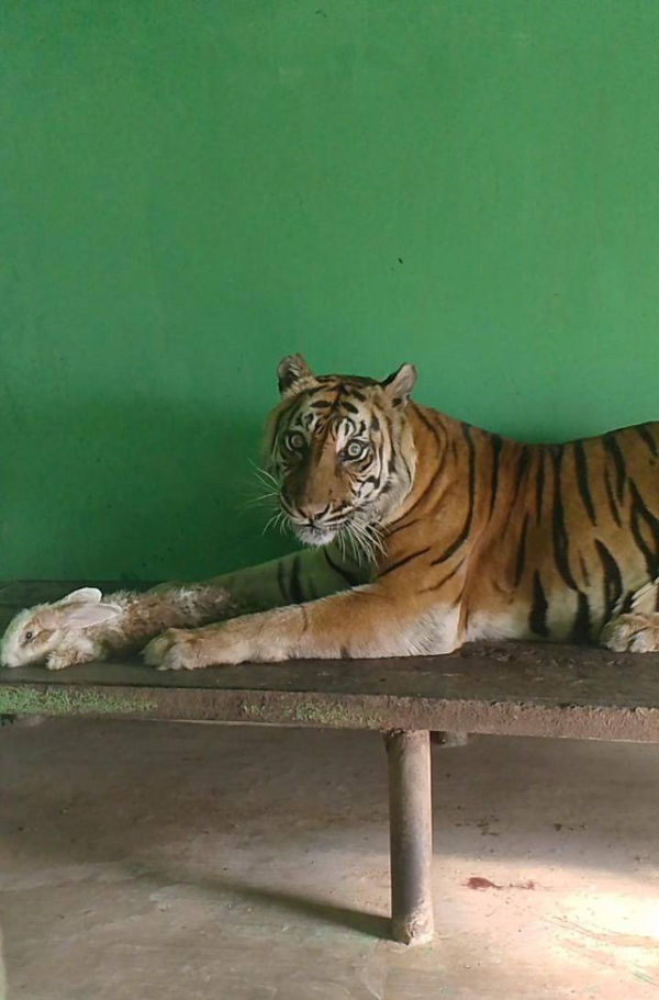 Dokumentasi foto si Manis, harimau Sumatera di Medan Zoo yang mati. Foto: Dok. Istimewa