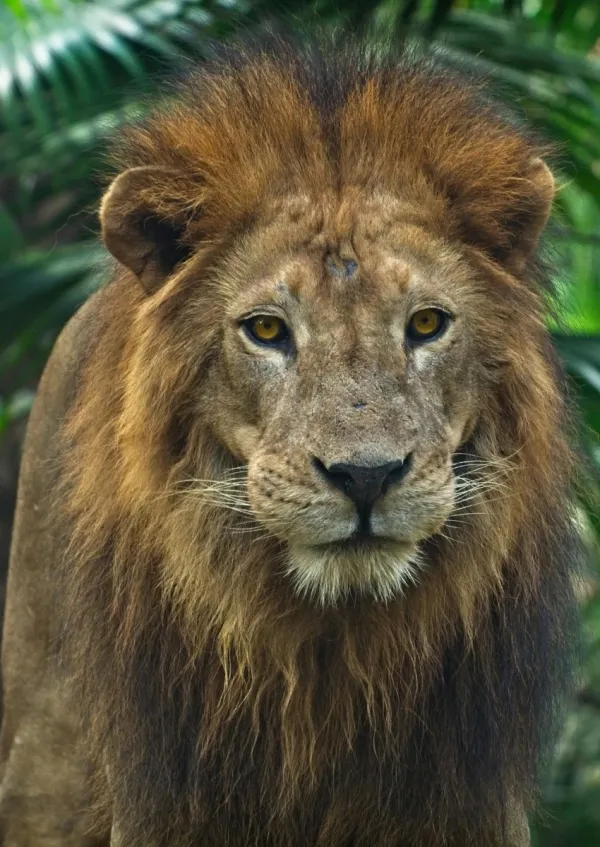 personality test lion