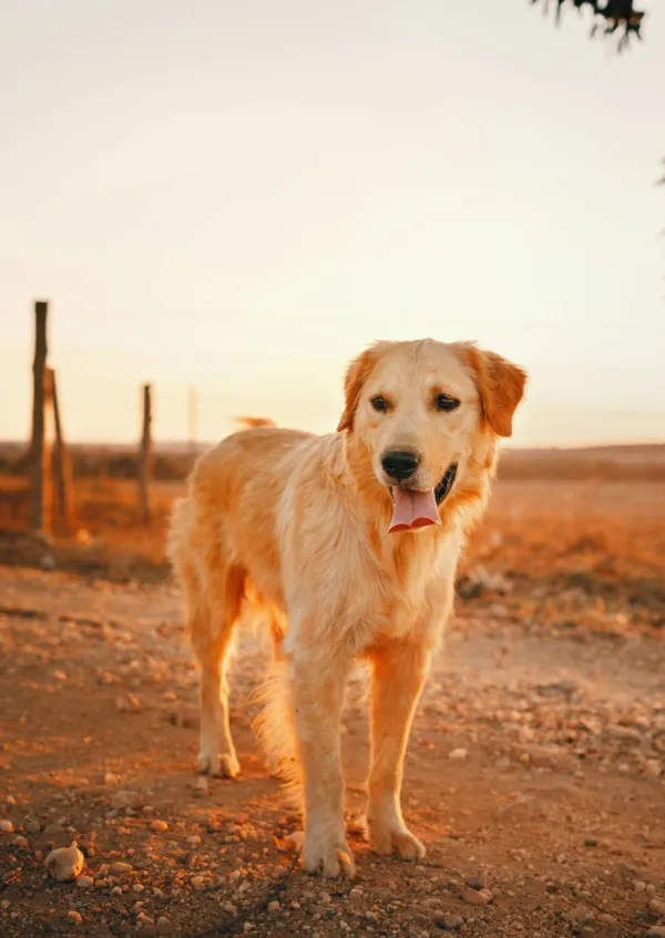 personality test golden retriever