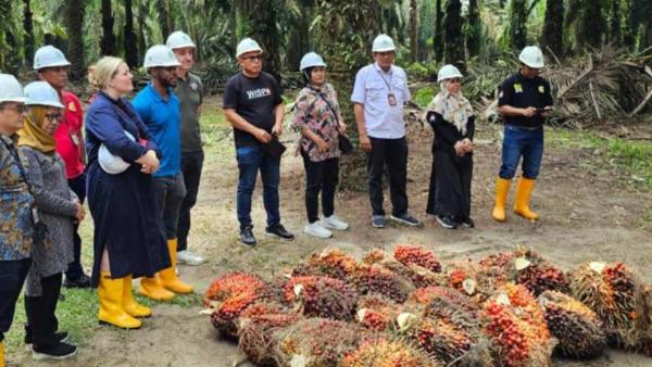 PERKEBUANAN SAWIT-Gambar Perkebunan sawit di Kabupaten Tana Tidung yang semakin deperluas oleh investor AS,diakses pada palmoilghazine.com(18/10/25).Lima Kabupaten/Kota di Kalimantan Utara dengan UMK TERTINGGI TAHUN