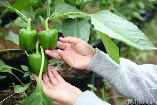 Gabungan Kelompok Tani (Gapoktan) Regge Generation masuk dalam program inkubator bisnis BRI. Gapoktan ini mendapat bantuan greenhouse untuk pengembangan paprika.