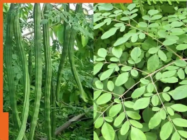 This plant growing in the garden has miraculous properties, it has 9 times more protein than curd and 17 times more calcium than milk in just 100 grams of leaves.