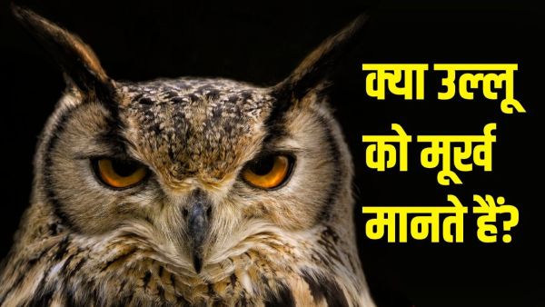 How intelligent is the owl, the vehicle of Lakshmi, the goddess of wealth? Know what science says How intelligent is the owl, the vehicle of Lakshmi, the goddess of wealth? Know what science says