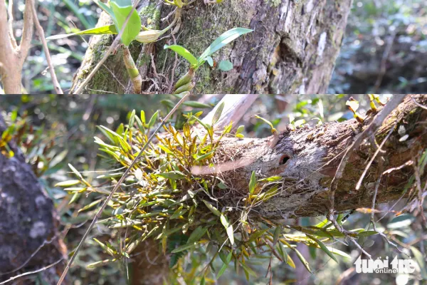 du lịch sinh thái - Ảnh 5.