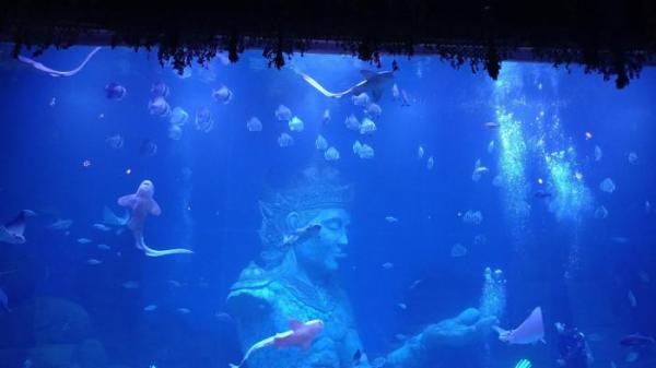KONSERVASI DAN EDUKASI  Marine Safari Bali 1