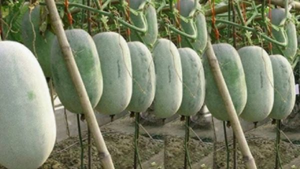 Petha Ash Gourd White Pumpkin