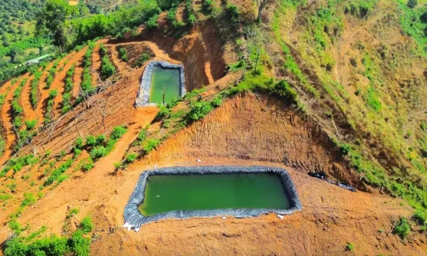 sầu riêng - Ảnh 1.