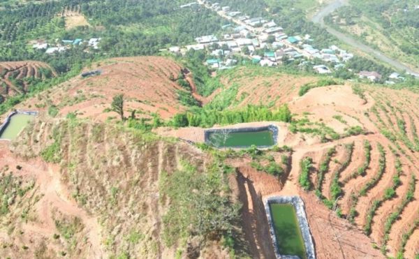 sầu riêng - Ảnh 2.