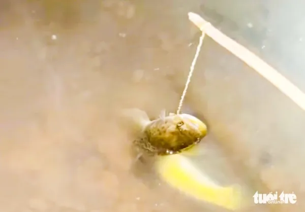 cá lóc đồng - Ảnh 2.