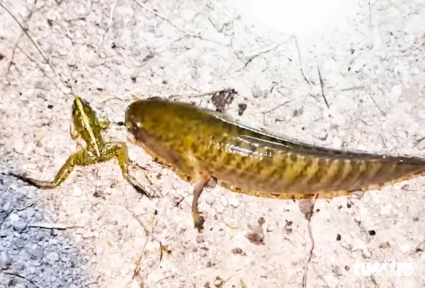 cá lóc đồng - Ảnh 4.