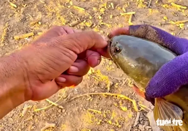 cá lóc đồng - Ảnh 6.