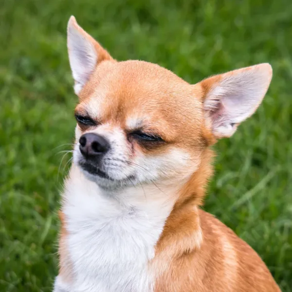 judgmental female dog watching owner