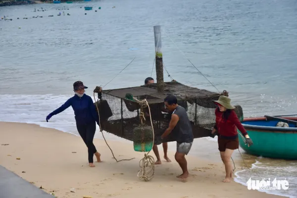 Tất bật đưa tôm hùm 'chạy' bão Kalmaegi- Ảnh 3.