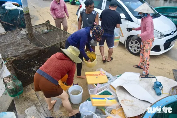 Tất bật đưa tôm hùm 'chạy' bão Kalmaegi - Ảnh 9.
