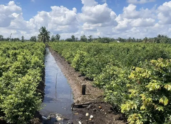 mai vàng - Ảnh 1.