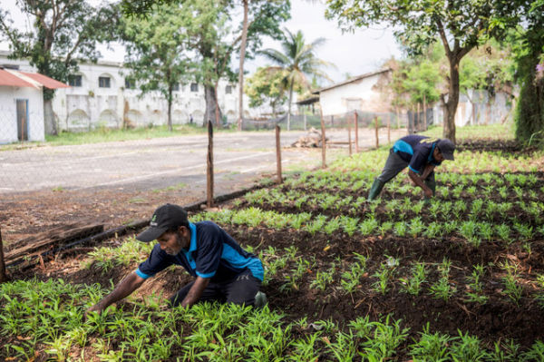 Warga binaan pemasyarakatan (WBP) merawat tanaman kangkung di ladang pertanian Lapas. Foto: Aprillio Akbar/ANTARA FOTO
