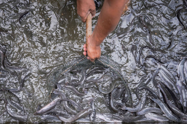 Warga binaan pemasyarakatan (WBP) mengambil ikan lele di kolam ikan lapas. Foto: Aprillio Akbar/ANTARA FOTO