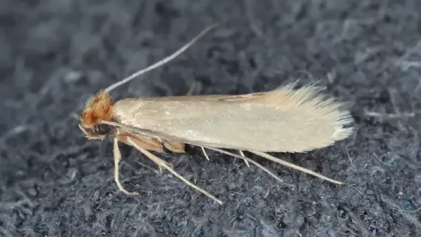 Stop the silent destroyers before they strike