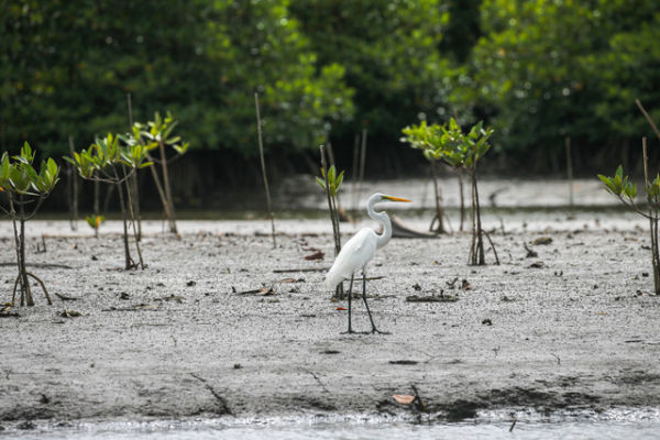Seekor burung Bekuntul mencari makan di kawasan Pantai Pandan Tapteng, Sibolga, Sumatera Utara, Jumat (17/11). Foto: Aditia Noviansyah/kumparan