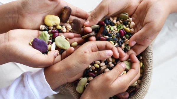 Kacang-kacangan merupakan sumber protein dan mineral yang terjangkau bagi sebagian besar penduduk pedesaan di dunia.