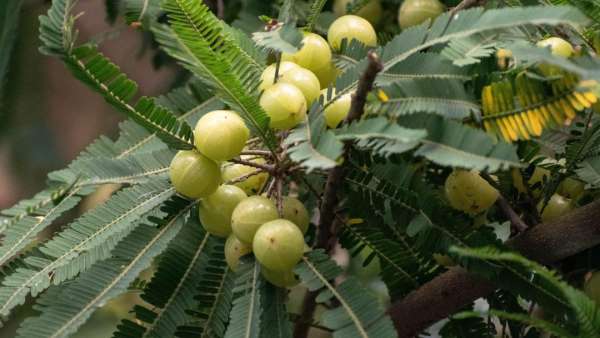 (Image Source: Canva)