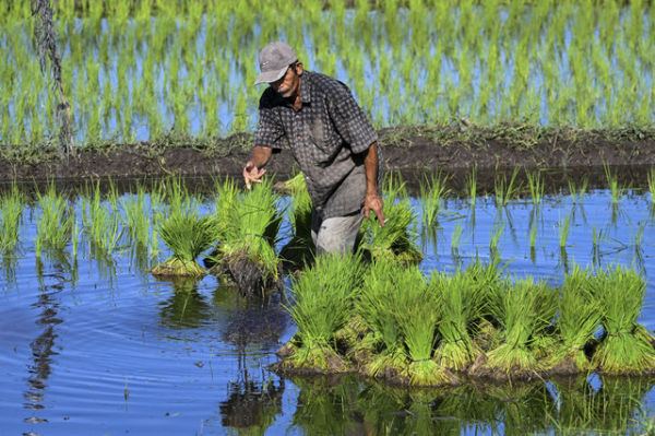 Petani menanam padi di Aceh, Senin (19/5/2025). Foto: Chaideer Mahyuddin/AFP