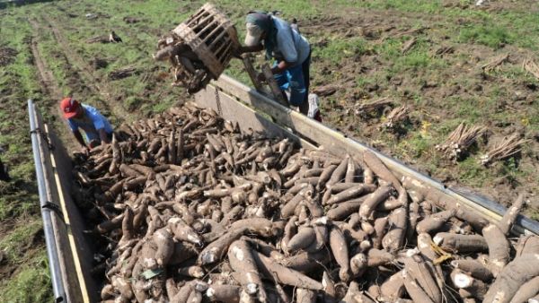 Panen singkong Kediri Foto: ANTARA FOTO/Prasetia Fauzani