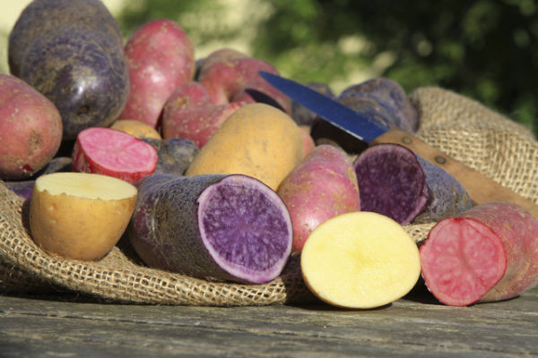 Ilustrasi Umbi-umbian. Foto: Bildagentur Zoonar GmbH/Shutterstock