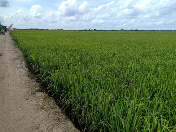 Ilustrasi Food Estate atau lumbung pangan. Foto: Dok. Kementerian Pertanian