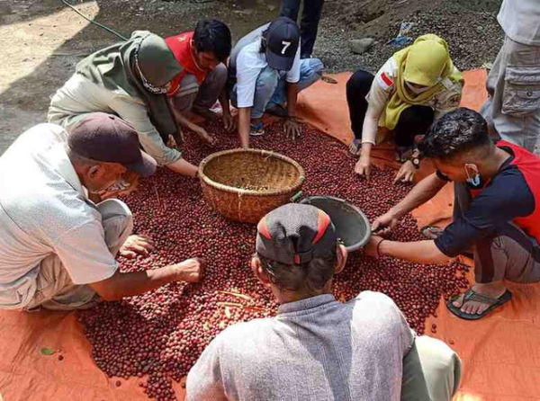 Kopi komoditas utama perkebunan Indonesia  yang memiliki prospek pasar terus meningkat