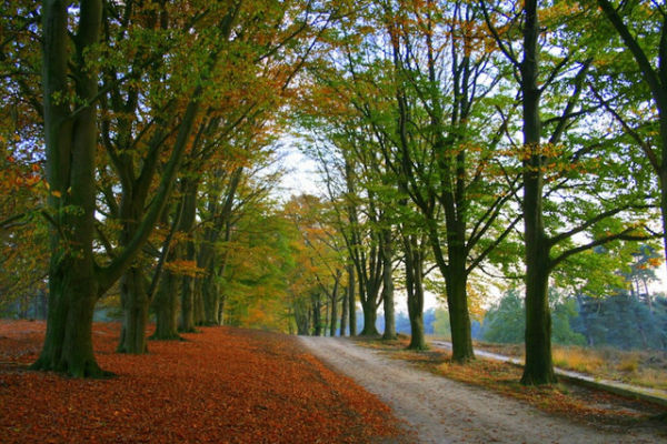 Ilustrasi Harga Tiket Masuk Kebun Raya Bogor,Foto:Unsplash/Matthijs Photography