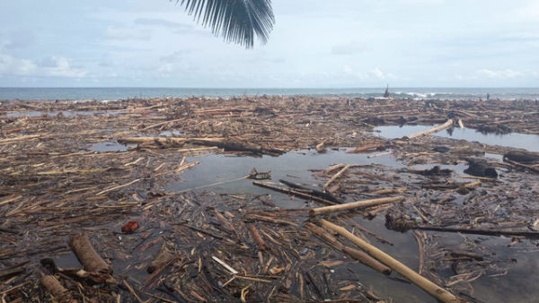 Kayu-kayu diduga hanyut dari Sibolga memenuhi pesisir desa Bawozaua, Nias Selatan, pada Minggu (30/11/2025). Foto: Dok. Istimewa