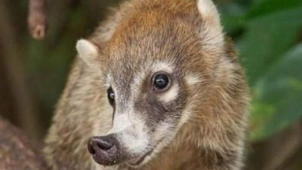 (Image Source: Pinterest/nathalie_marbles)