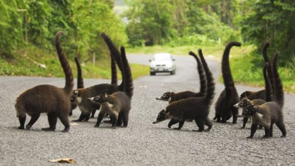 (Image Source: Pinterest/abetkababycard)